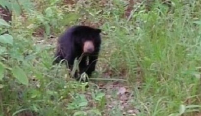 Beruang madu masuk desa/reporter-channel.com