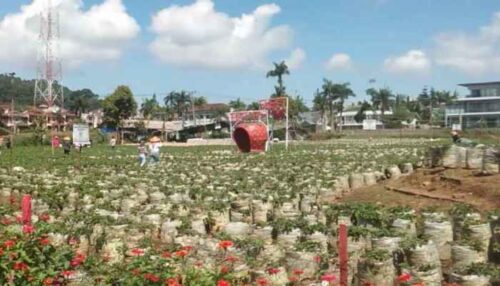wisata petik strawberry